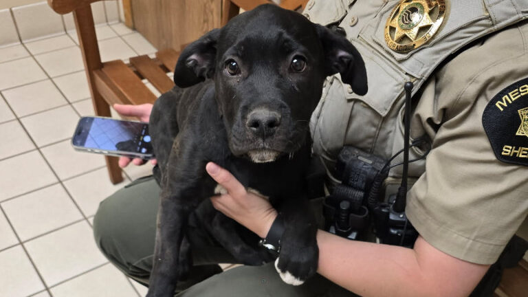 Man Arrested for Animal Cruelty Involving Puppy
