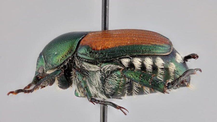 Residents Urged to Report Japanese Beetles