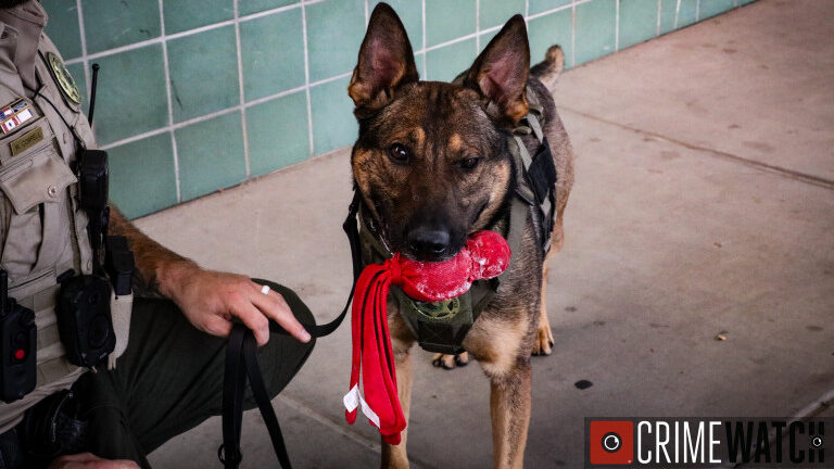 New Drug-Detection K9 Deployed at Mesa County Jail