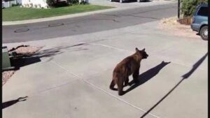 Wild Bear Captured in Clifton
