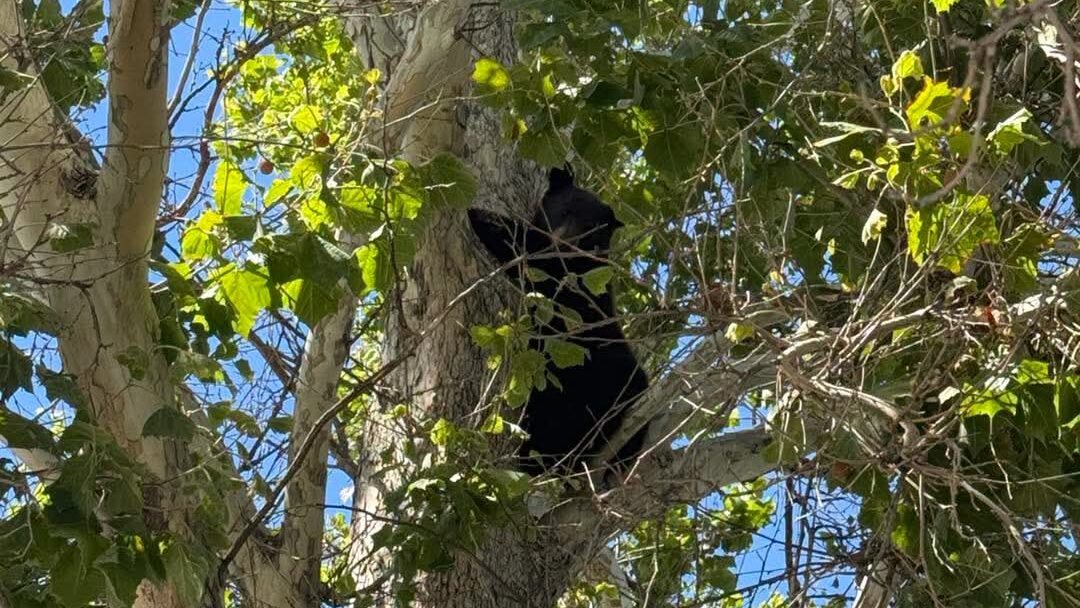 Bear Sighting, E Pabor Ave & N Pine St